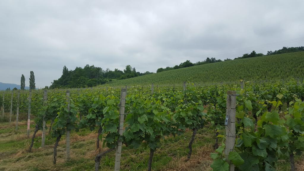 Ankes Wohlfuehlpension Uberlingen